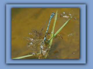 Azure Damselflies mating and laying. New pond near Hetton House Wood. 3rd June 2023 2_Prv.jpg